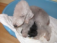 image of bedlington_terrier