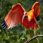 image of bird