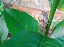 image of cicada