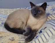 image of siamese #26