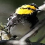 image of bird