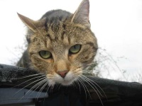 image of tabby