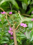 image of walking_stick