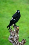 image of magpie