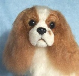 image of blenheim_spaniel