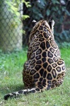 image of jaguar_car