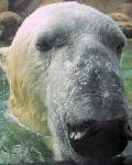 image of ice_bear