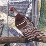 image of bird