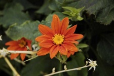 image of flower
