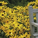 image of daisy