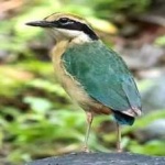 image of bird