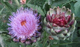 image of artichoke_flower #23