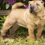 image of shar_pei #24