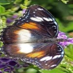 image of animal