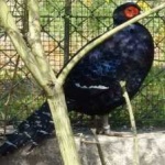 image of bird