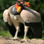 image of bird