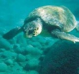 image of loggerhead