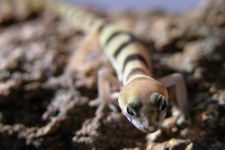 image of banded_gecko