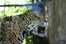 image of jaguar_car