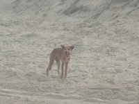 image of dingo