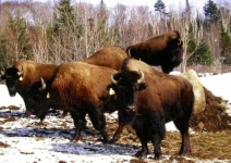image of bison