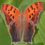 image of animal
