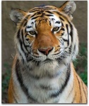 image of tiger_cat