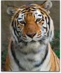 image of tiger_cat #7