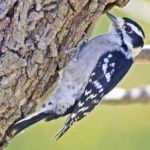 image of bird
