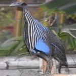 image of bird