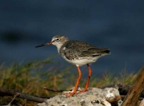 image of redshank