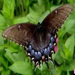 image of animal