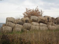 image of hay