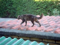 image of tile_roof