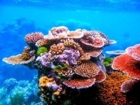 image of reef