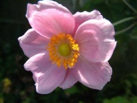 image of flower