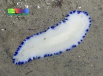 image of flatworm