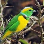image of bird