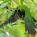image of bird