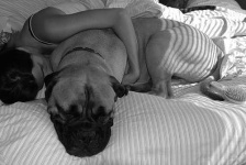 image of bull_mastiff