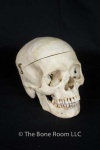 image of skull