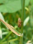 image of leafhopper #12