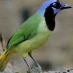 image of green_jay #27