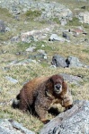 image of marmot