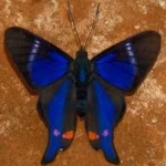 image of animal