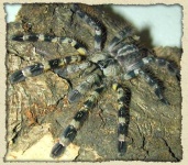 image of tarantula #10