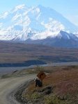 image of brown_bear