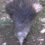 image of bird