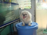 image of pekinese