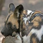 image of animal